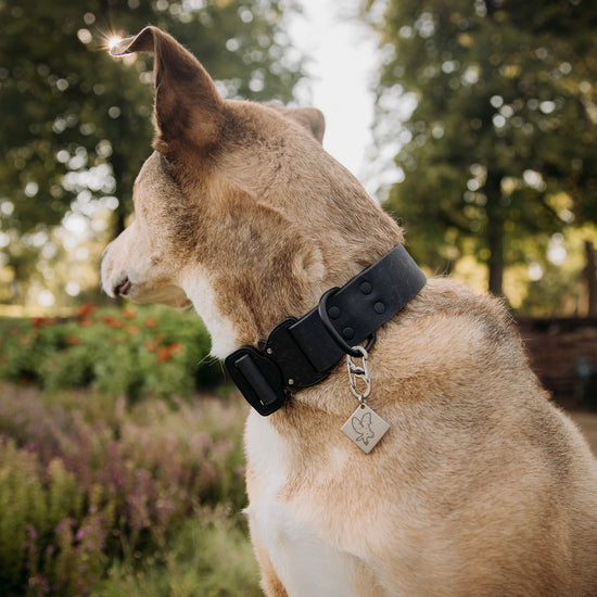 Hoot & Co Wisteria Quick Release Collar in 1.5-inch width with floral Wisteria design on a pet collar.