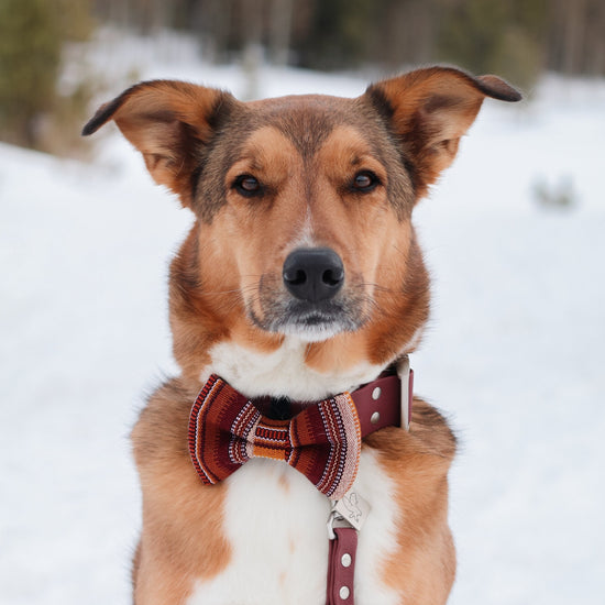 Sahara Bow Tie