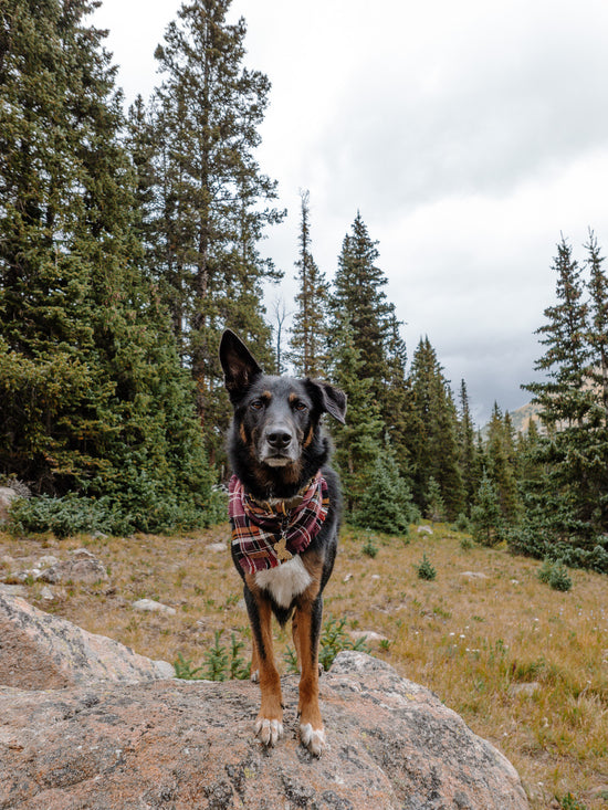 Hoot & Co Willow Bandana displaying a colorful floral pattern on soft fabric, ideal for casual or outdoor wear.