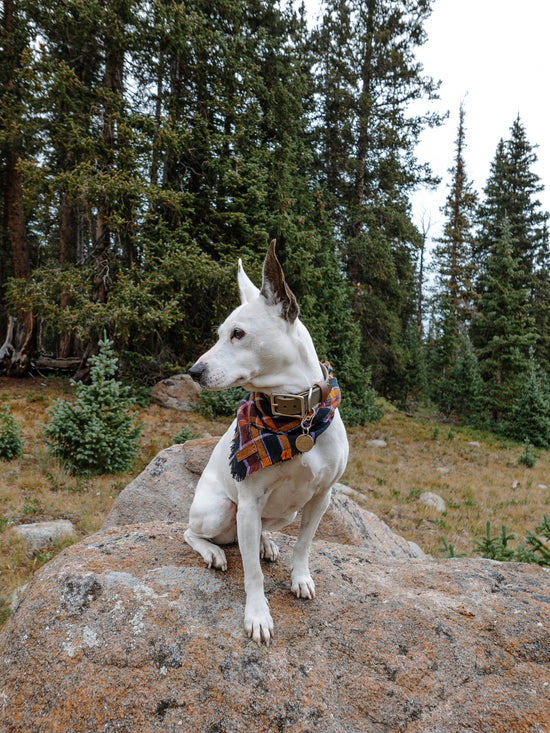 Hoot & Co Raven bandana featuring a black and gray feather design, tied in a classic style on a plain background.
