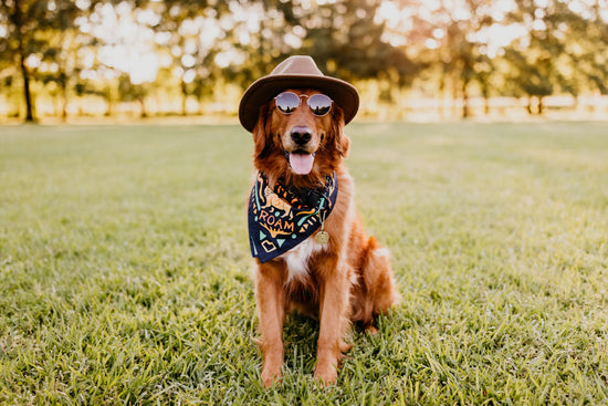 Roam Bandana