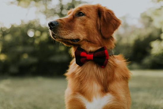Finley Flannel Bow Tie