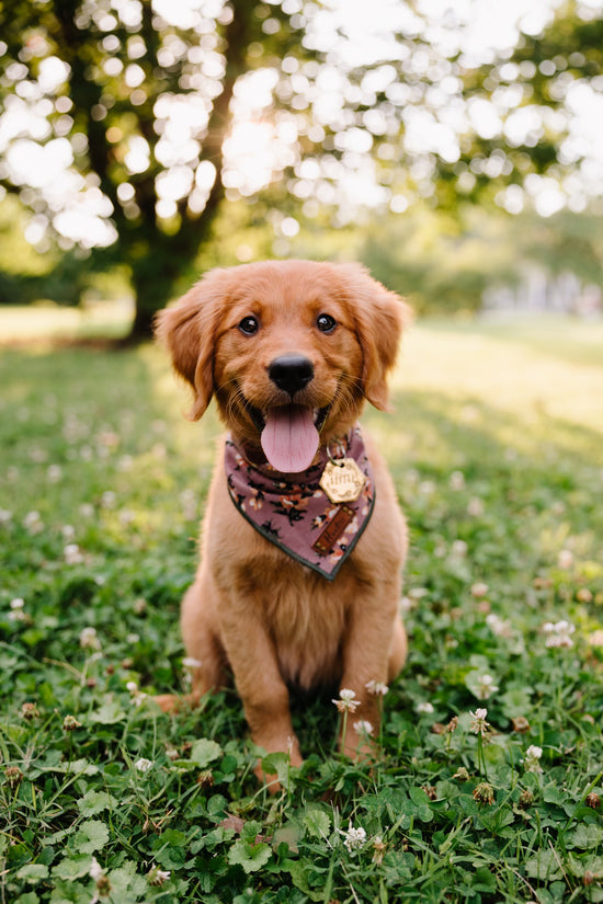 Lively Bandana Blush