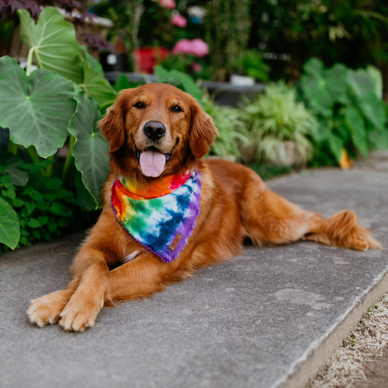 The Pride Bandana
