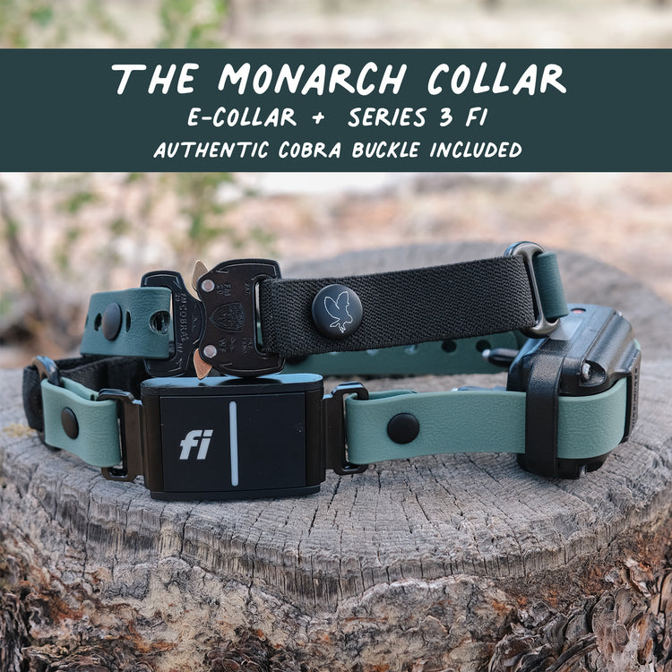 Hoot & Co The Monarch Collar featuring a stylish leather collar with metal buckle and decorative floral accents.