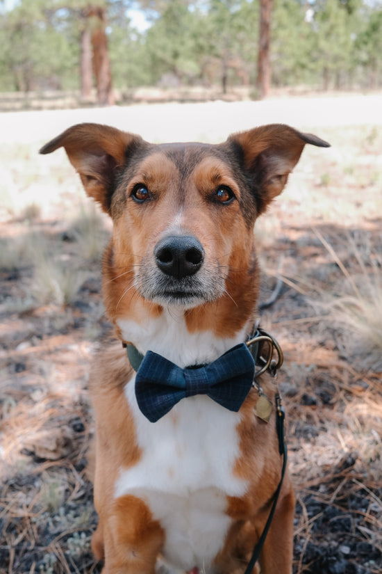 Slate Bow Tie