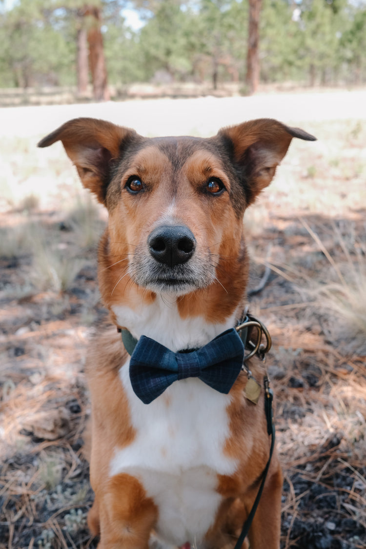 Bow Ties