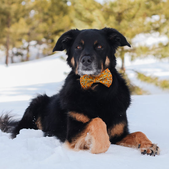 Jasmine Bow Tie