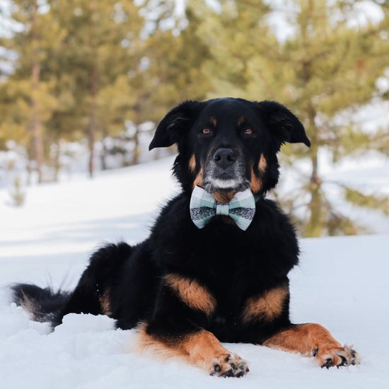 Sage Bow Tie