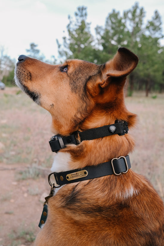 The Everest E Collar Strap
