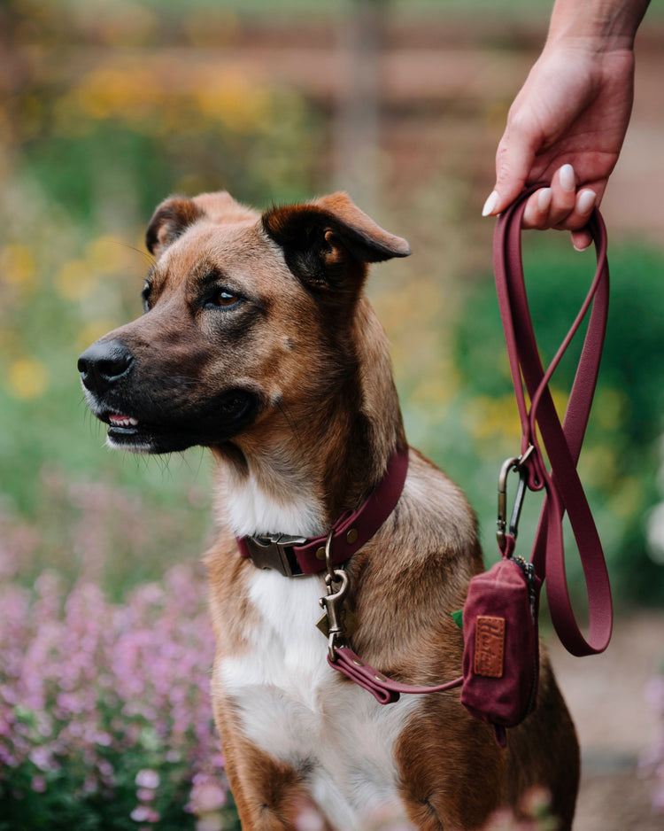 Quick Release Collars