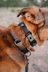 Hoot & Co The Monarch Collar featuring a stylish black and beige design with intricate floral patterns on soft fabric.