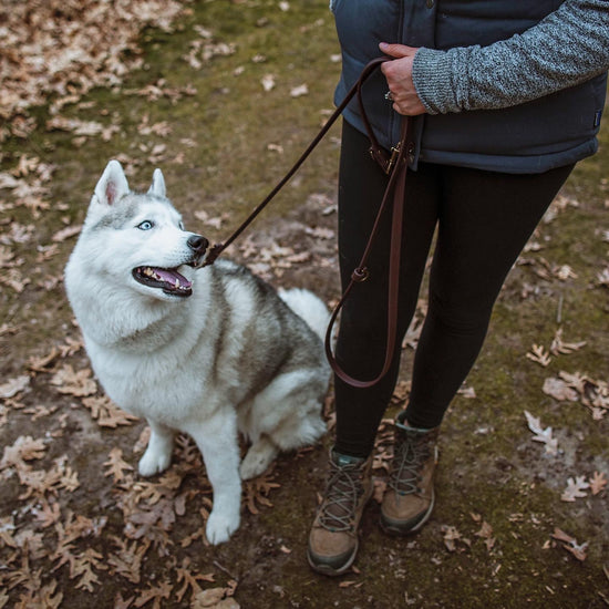 The Summit Leash / All-in-one + Hands Free - Solid Color