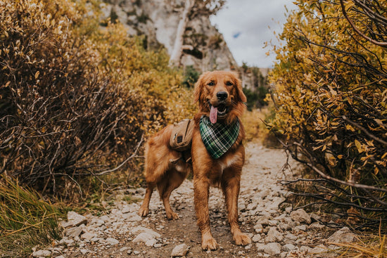 Lincoln Bandana