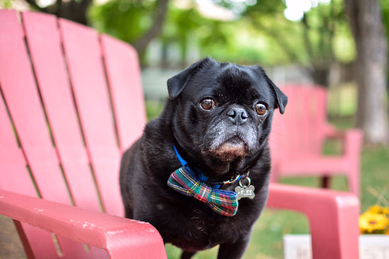 Bryn Flannel Bow Tie