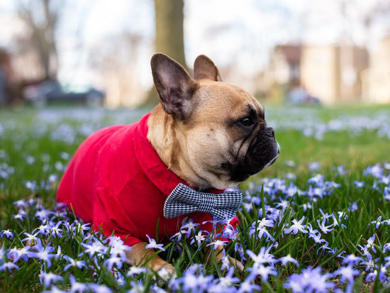 Maxwell Bow Tie