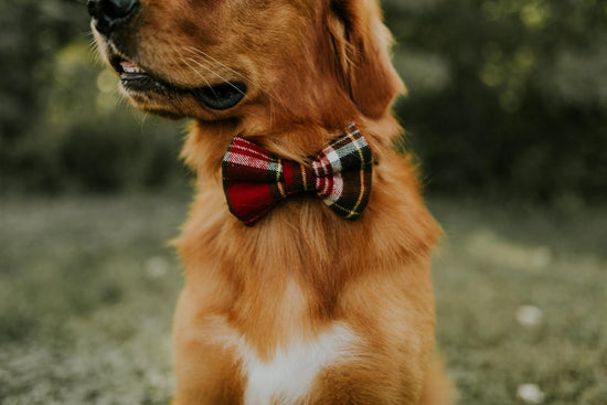 Monroe Bow Tie